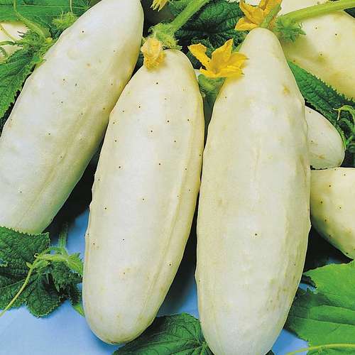 بذر خیار سفید خاردار معطر