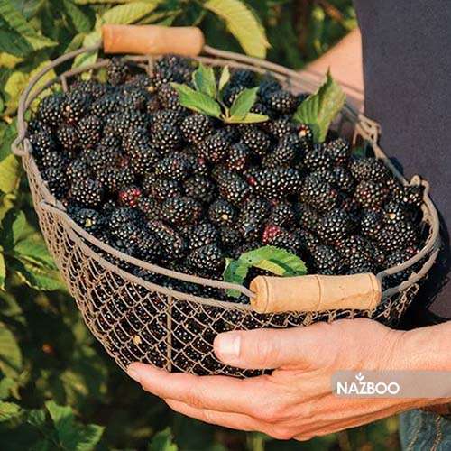 بذر بلک بری