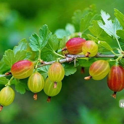 بذر گوس بری بنفش (انگور گوزبری)
