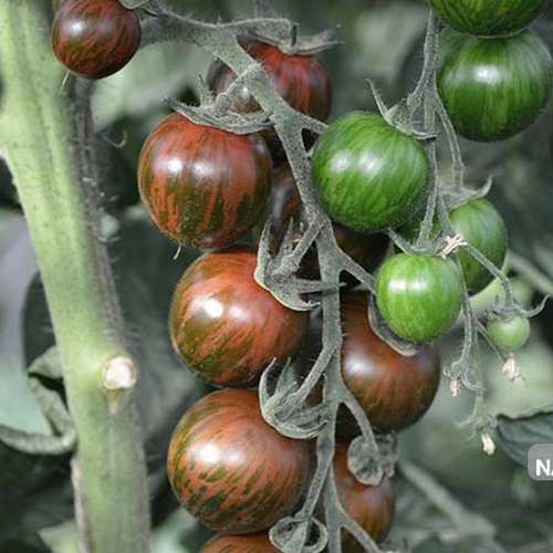 بذر گوجه تایگر قهوه ای یا زبرا قهوه ای
