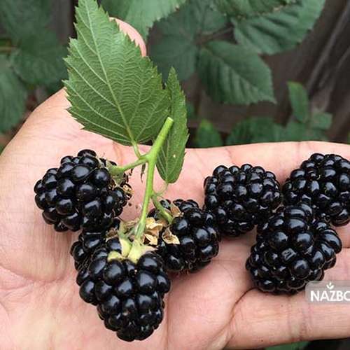 بذر بلک بری