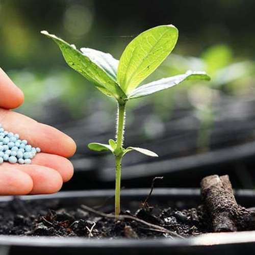 کود گیاهان آپارتمانی نازبو پودری
