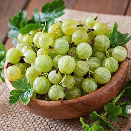 بذر گوس بری سبز ( انگور گوزبری )