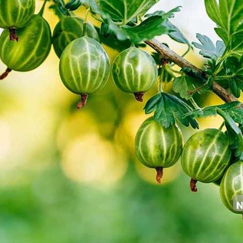 بذر گوس بری سبز ( انگور گوزبری )