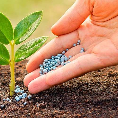 کود گیاهان آپارتمانی نازبو پودری