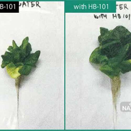 قطره محرک رشد ارگانیک اچ بی ژاپن HB-101