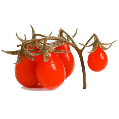 بذر گوجه فرنگی گلابی قرمز