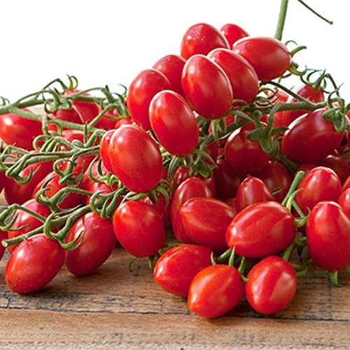 بذر گوجه فرنگی فیساچتو