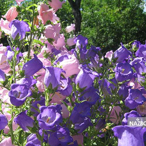 بذر گل استکانی یا گل زنگوله ای (همزادن هلند)