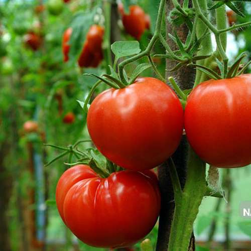 ۷ مورد برای افزودن به خاک گوجه