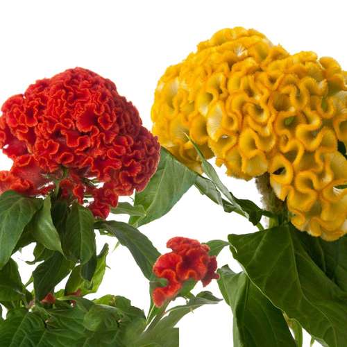 بذر گل تاج خروس چتری پاکوتاه