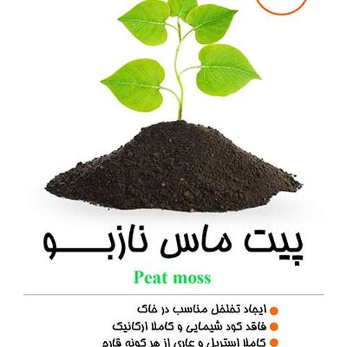 پیت ماس نازبو