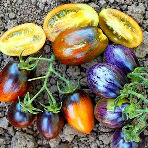 بذر گوجه فرنگی رنگین کمان اتمیک
