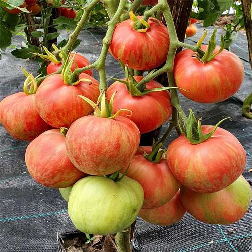 بذر گوجه فرنگی گراز صورتی