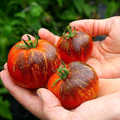 بذر گوجه فرنگی کهکشان تیره