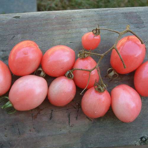 بذر گوجه فرنگی تخم مرغ صورتی تایلندی