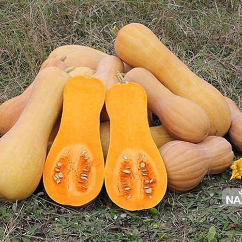 بذر کدو حلوایی نارنجی