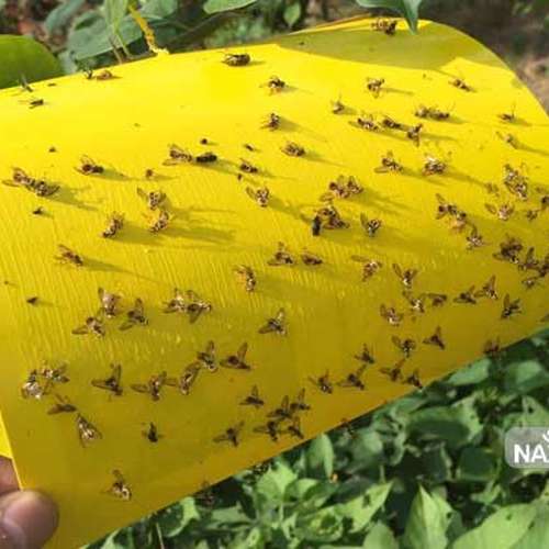 چسب زرد جذب کننده حشرات بسته 5 عددی