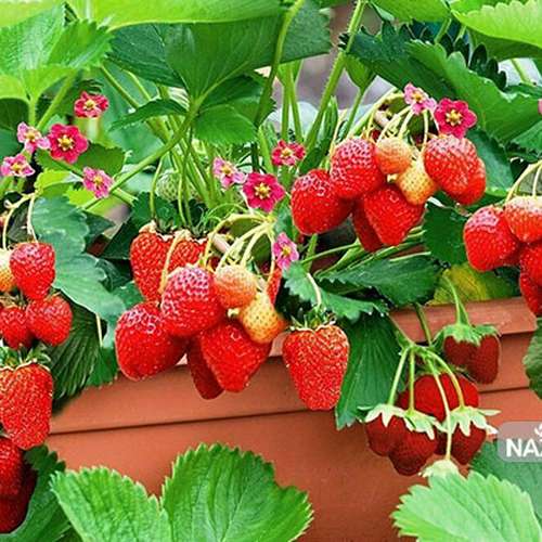 بذر توت فرنگی کاماروسا