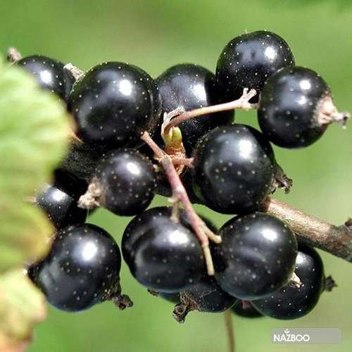بذر انگور فرنگی سیاه - کارنت سیاه