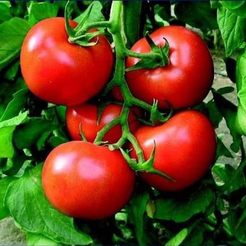 بذر گوجه فرنگی فالکون