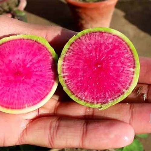 بذر تربچه هندوانه ای خارجی