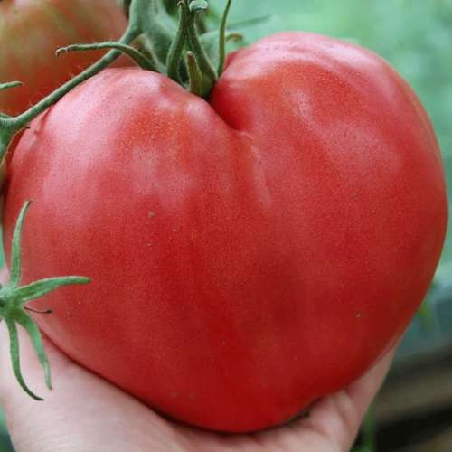 بذر گوجه فرنگی قلبی صورتی مجارستانی