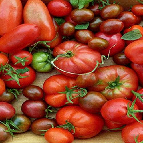 بذر گوجه فرنگی، شرایط کاشت و پرورش آن