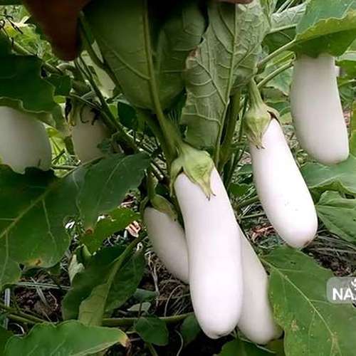 بذر بادمجان سفید قلمی خارجی
