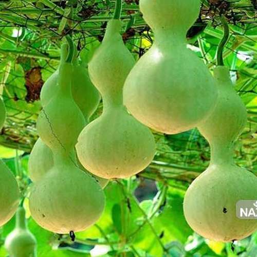 بذر کدو قلیانی - کدو قلیونی