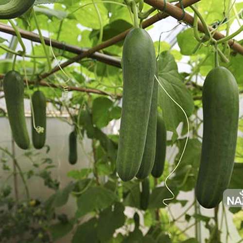 بذر خیار F1 گلخانه ای (MRC07)