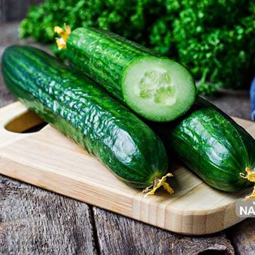بذر خیار F1 گلخانه ای (MRC07)