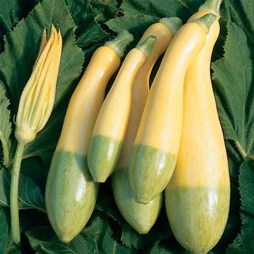 بذر کدو خورشتی دورنگ Zephyr Summer Squash