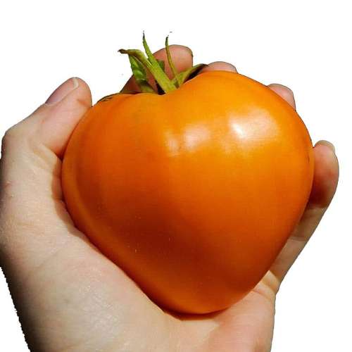 بذر گوجه قلبی نارنجی