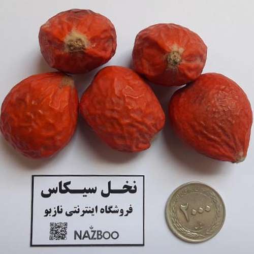 بذر نخل سیکاس