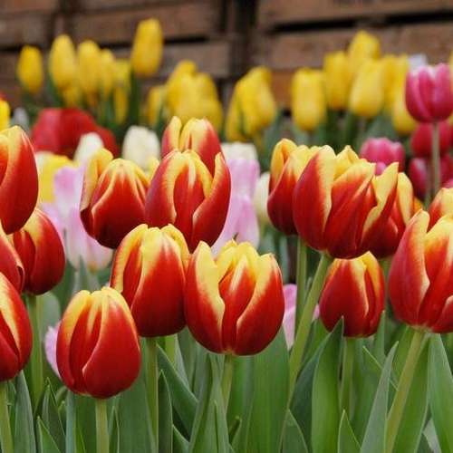 پیاز گل لاله هلندی
