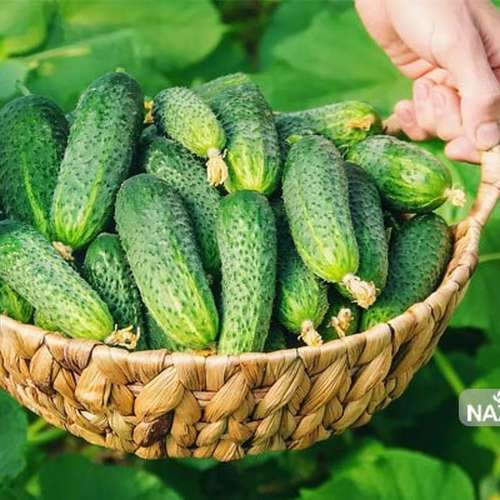 بذر خیار خاردار فضای باز