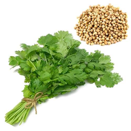 خرید عمده بذر گشنیز