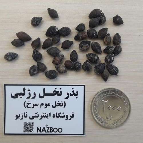 بذر نخل موم سرخ یا رژلبی