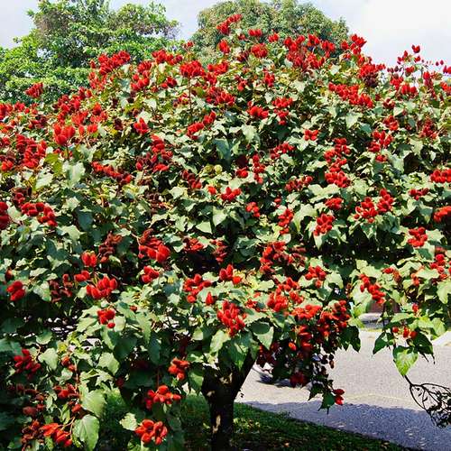 بذر نخل موم سرخ یا رژلبی