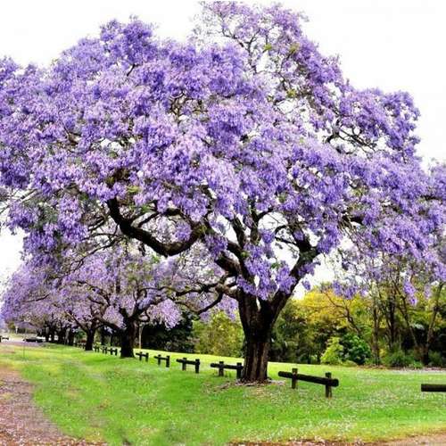 بذر بونسای و درخت