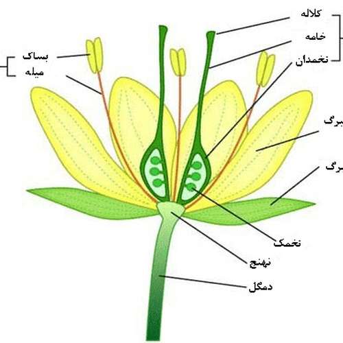 بذر فلفل کبابی