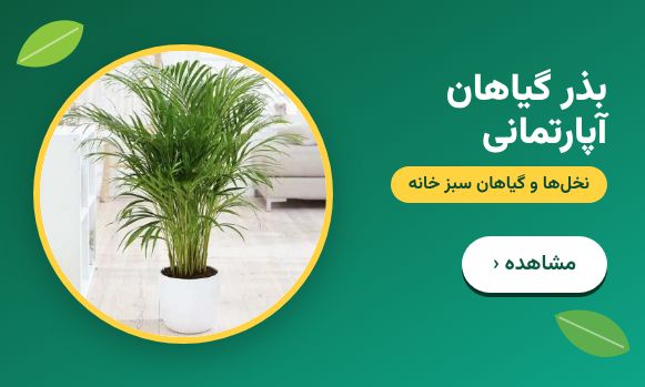 خرید بذر گل‌های آپارتمانی