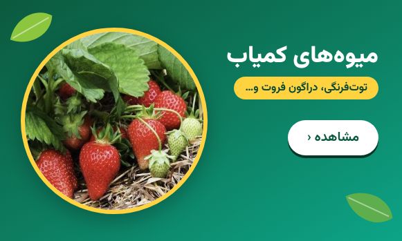 خرید بذر میوه‌های کمیاب
