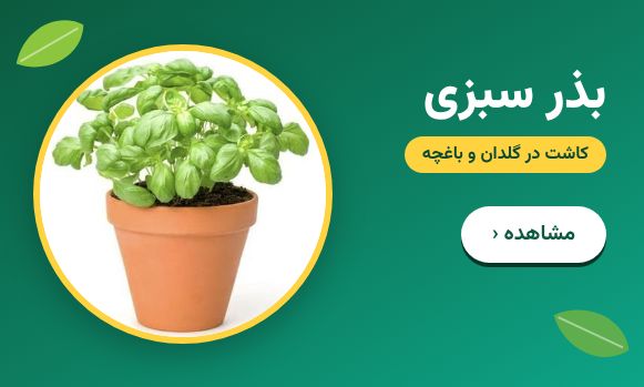 خرید بذر سبزیجات