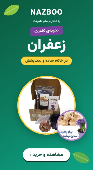 خرید پیاز زعفران و کیت کاشت زعفران