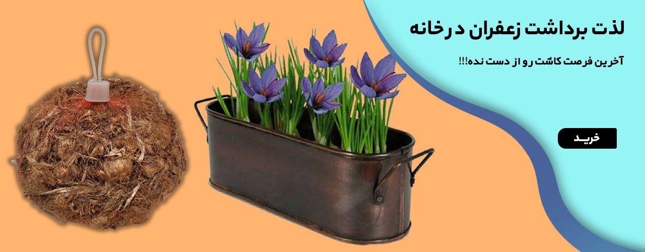  پیاز زعفران