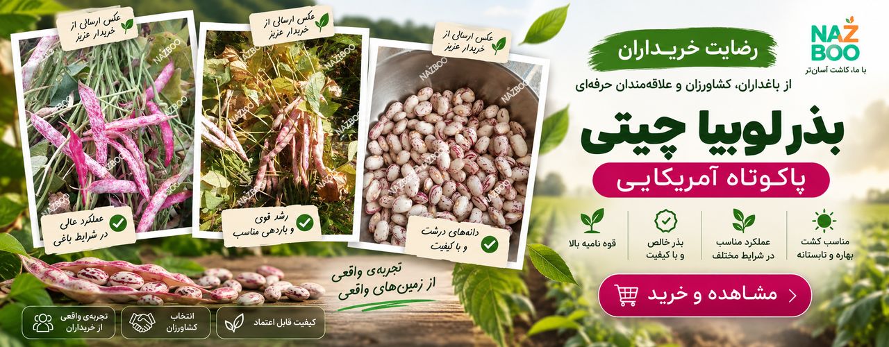  بذر لوبیا چیتی پاکوتاه آمریکایی