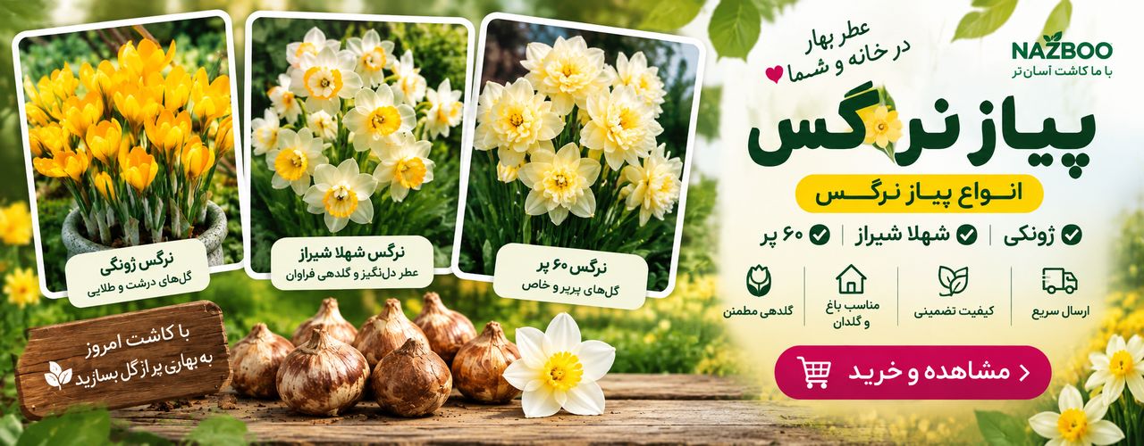  خرید پیاز نرگس