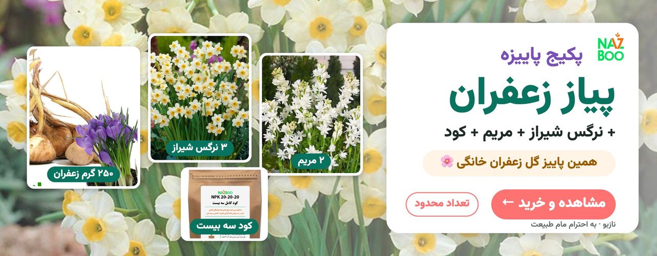  خرید پکیج پیاز زعفران، نرگس شیراز و مریم نازبو